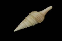 藏品(低斜捲管螺)的圖片